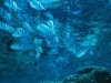 isrotel-yam-suf-bea-014