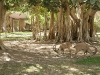 Ein Gedi - kibbutz.